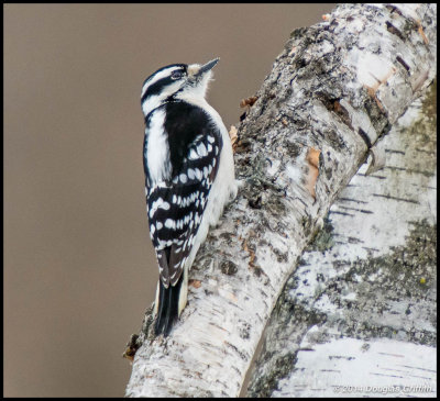Downy Woodpecker (F)