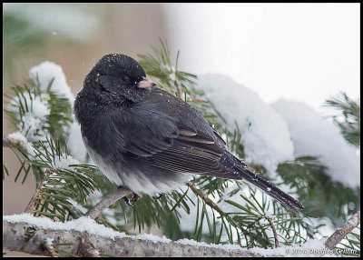 Dark-eyed Junco