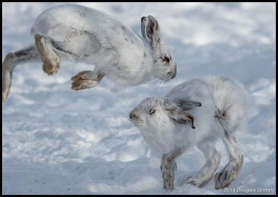Snowshoe Hares (Aggression 4)