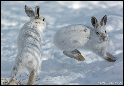 Snowshoe Hares (Aggression 3)