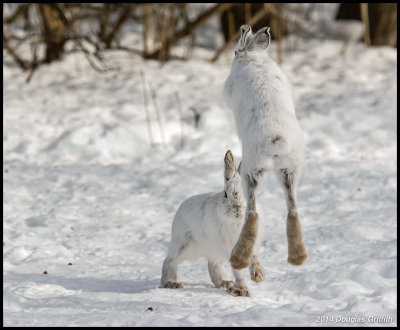 Snowshoe Hares Frolicking: Series