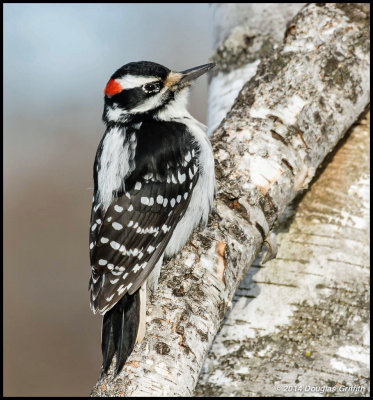 Hairy Woodpecker (M)