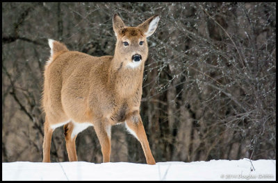 White-tailed Deer (Female)
