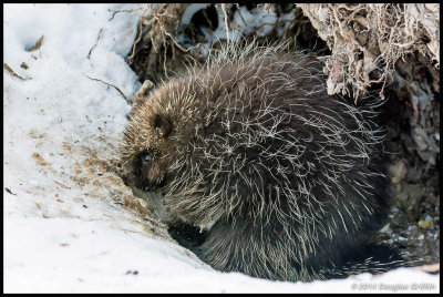 Porcupine