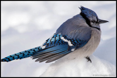 Bluejay on a Mound of Snow