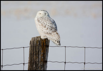 Snowy Owl 