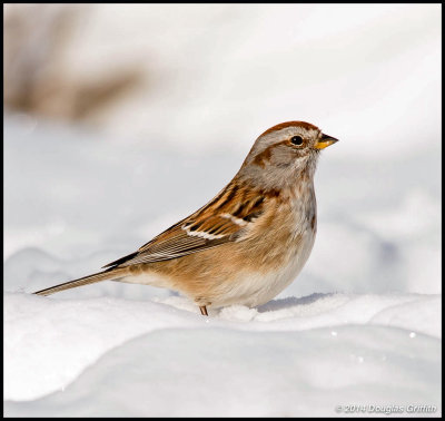 American Tree Sparrow in Snow