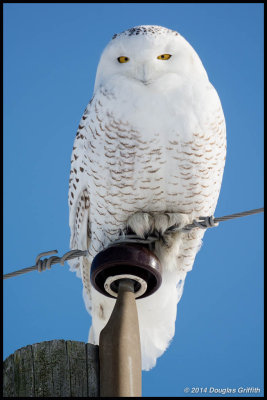 Snowy Owl (F)