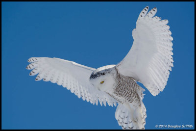 Snowy Owl (F)
