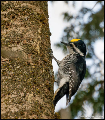 Black-backed Woodpecker (M)