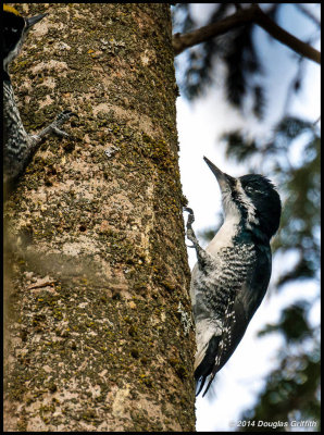 Black-backed Woodpecker (F)