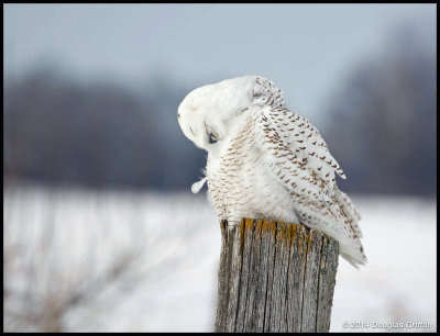 Snowy Owl Grooming (Series of 2 Images)