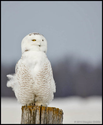 Snowy Owl (Series of 3 Images)