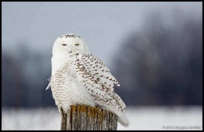 Snowy Owl 