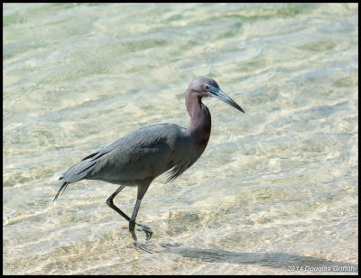 Little Blue Heron