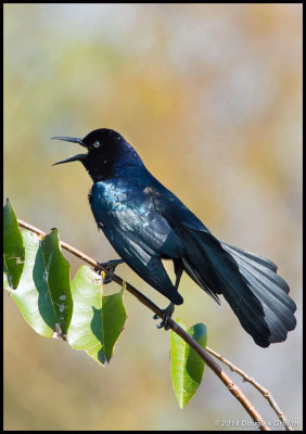 Boat-tailed Grackle (Atlantic Adult Male)