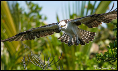 Osprey  