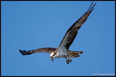 Osprey  