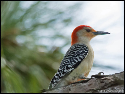 Red-bellied Woodpecker