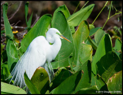 Great Egret 