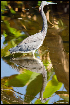 Reflection: Little Blue Heron