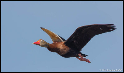 Black-bellied Whistling-Duck