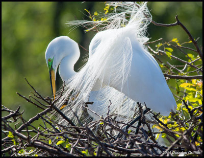 Great Egret 