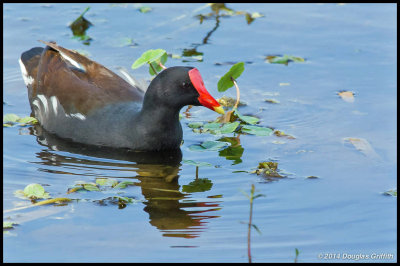 Common Gallinule (Moorhen)