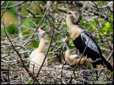 Anhinga (Female) with Chicks