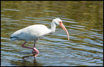 White Ibis (Adult)