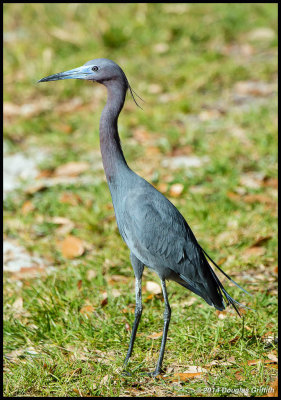 Little Blue Heron