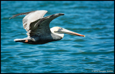 Brown Pelican