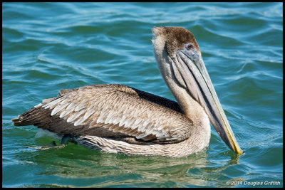 Brown pelican (Juvenile)