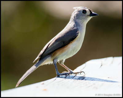 Tufted Titmouse