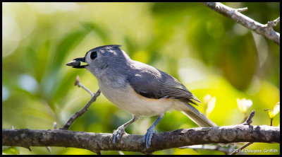 Tufted Titmouse