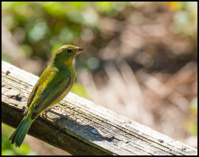 Painted Bunting (Female)