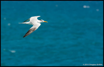 Royal Tern: 4 - Flight