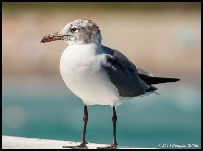 Laughing Gull (Adult)