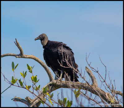 Black Vulture