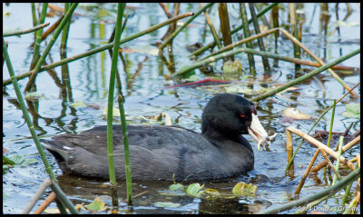 American Coot