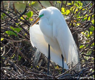 Great Egret 