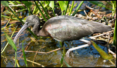 Glossy Ibis