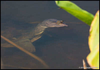 Florida Softshell Turtle