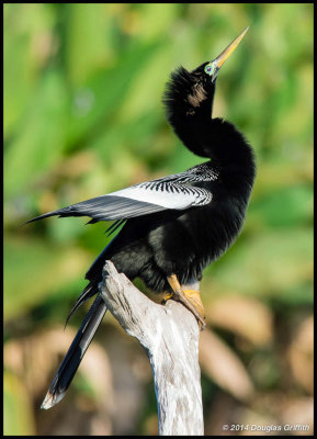 Anhinga (Male): Mating Behaviour