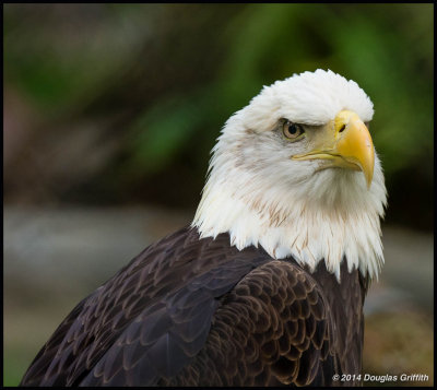 Bald Eagle Portrait