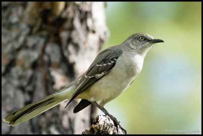 Northern Mockingbird