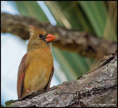 Northern Cardinal (Female)