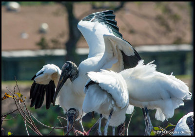 Wood Storks