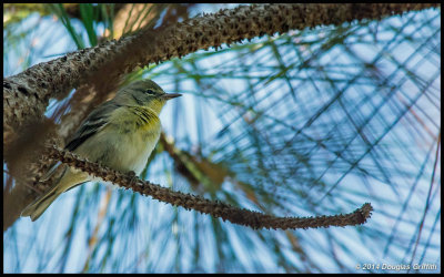 Pine Warbler