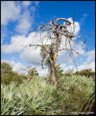 Gnarly Tree